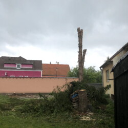 Kácení stromů na zahradě u KD Kmen stromu po odstranění větví před pokácením