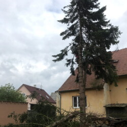 Kácení stromů na zahradě u KD Poslední jehličnatý strom před ořezáním a pokácením