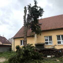 Kácení stromů na zahradě u KD Kmen stromu po odstranění větví před pokácením