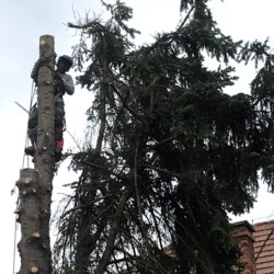 Kácení stromů na zahradě u KD Lezec provádějící ořezávání větví ve výšce na stromě