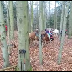 Výstup na Stramchyni Výstup se psy i koňmi na Stramchyni